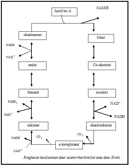 makalah metabolisme karbohidrat pdf